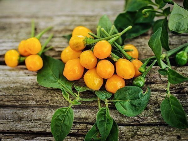 Pflanzen & Samen: 30 Samen AJI CHARAPITA Chili – Neu (gemäss Beschreibung) aus Ehrendingen von VerveinaSamen 1