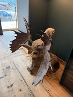 Elk