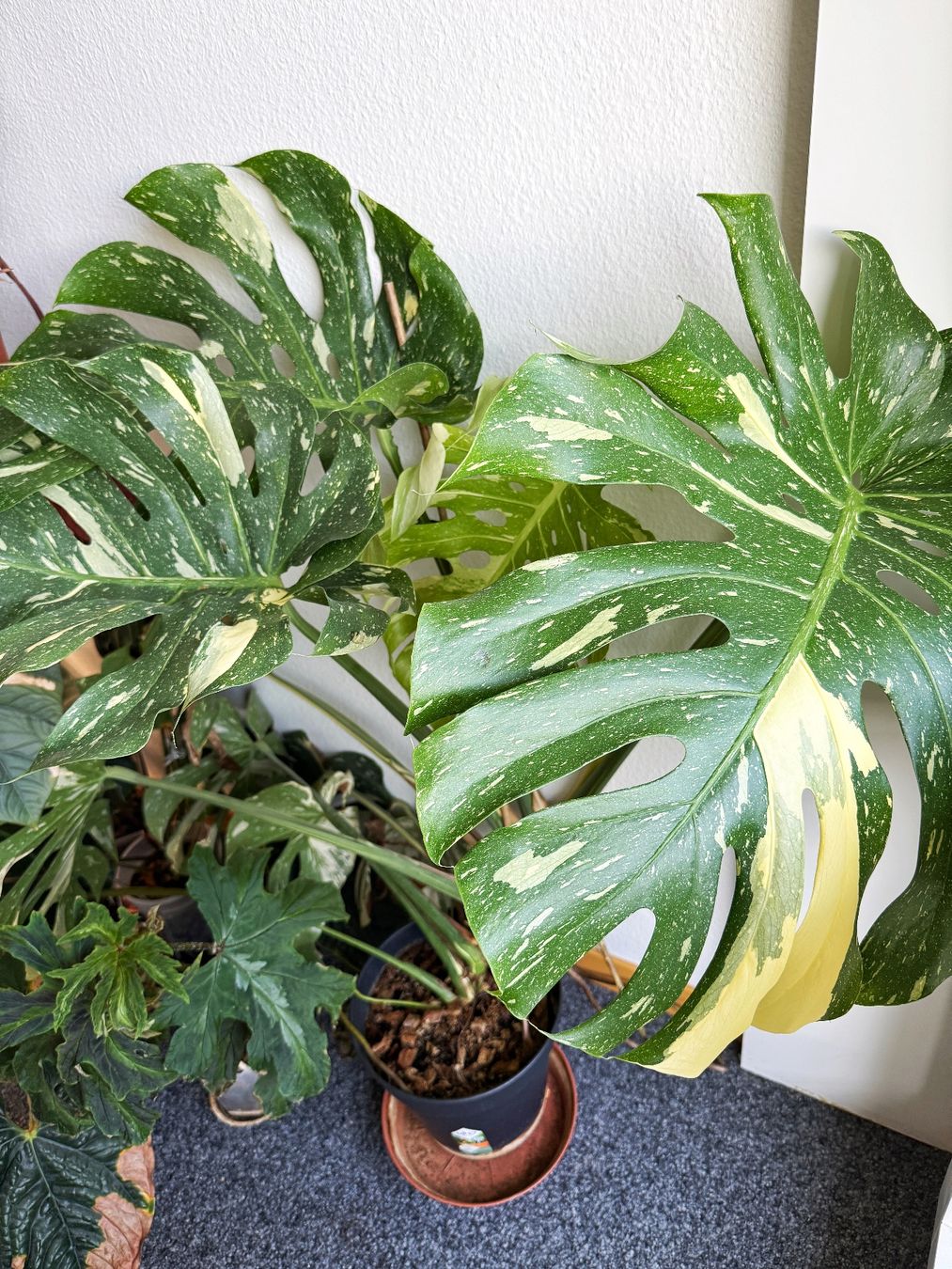 Piante & sementi: Monstera Thai Constellation – Nuovo (secondo la descrizione) da Bern venduto da Lucas_Ma