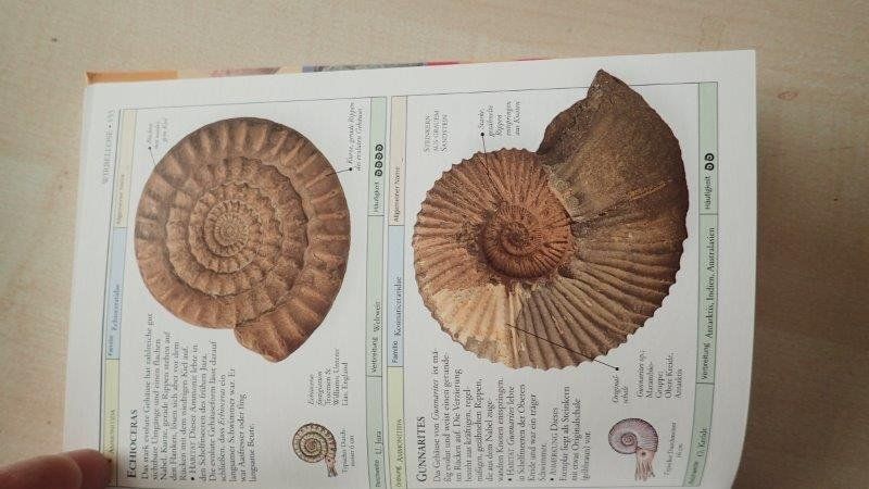 Libri: Fossilien Bestimmungsbuch – Usato da Rickenbach BL venduto da Oktober68 5