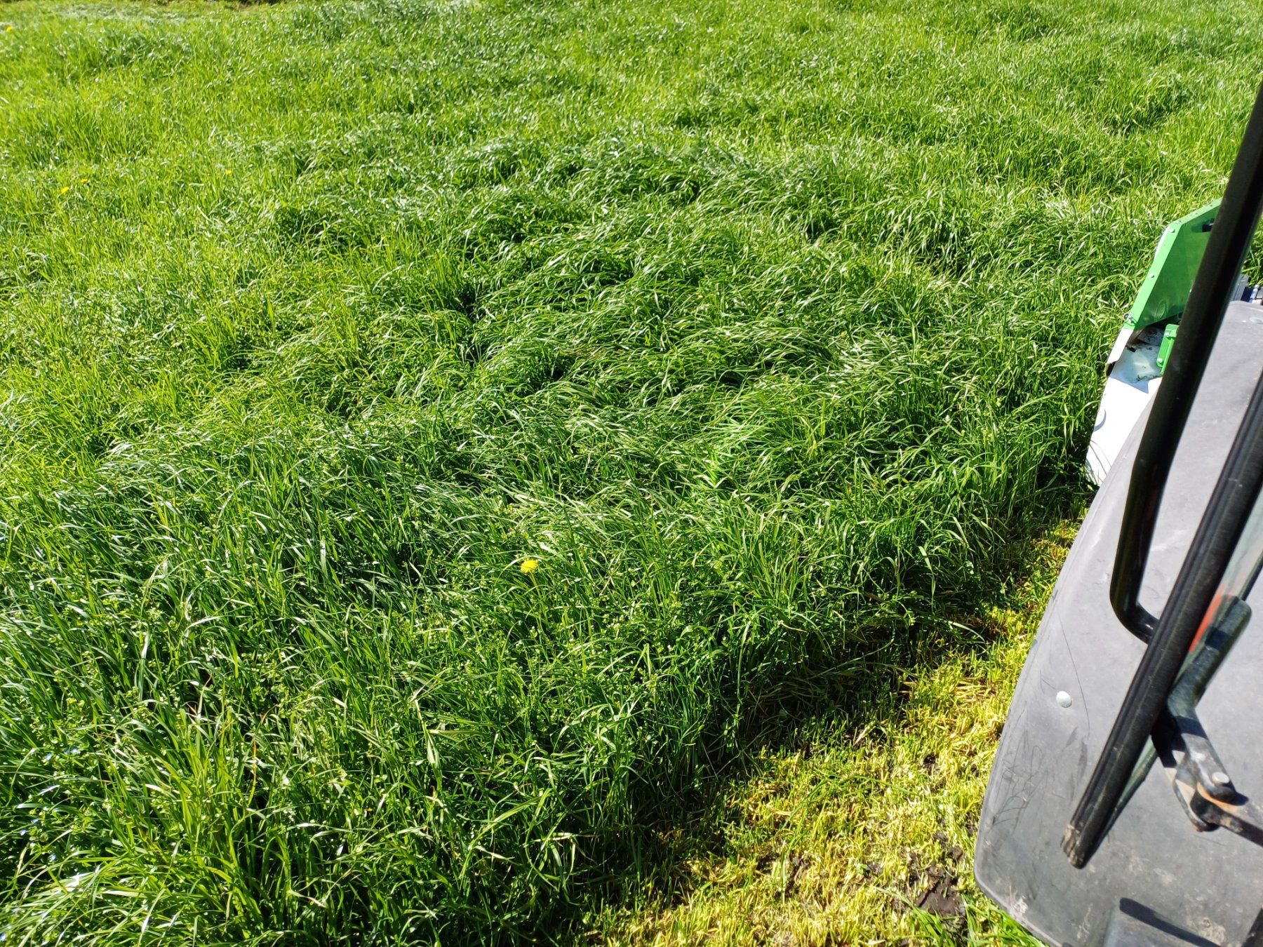 Piante & sementi: grassamen – Nuovo e nell'imballaggio originale da immensee venduto da Thsch1 2