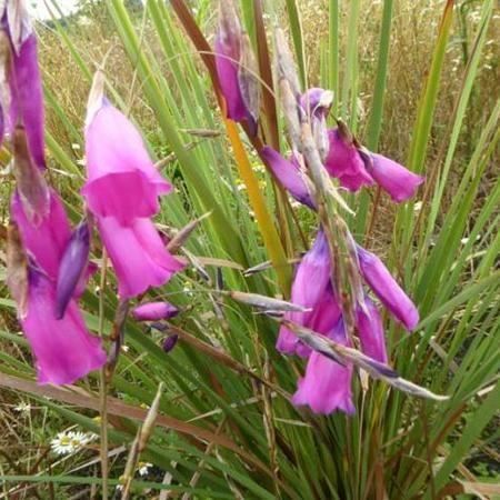 Pflanzen & Samen: Canne à pêche des anges 4 PLANTS – Neu und originalverpackt aus Bremblens von FIBONACCI369 2