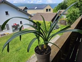 Clivia / Zimmerlilie mit Kindeln – 53 cm hoch – kräftig