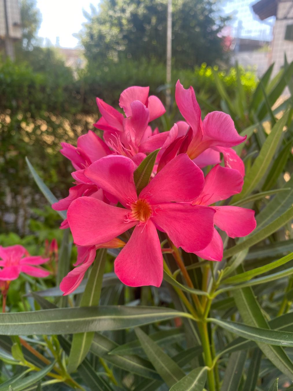 Piante & sementi: Oleander pink-rosa, Höhe 170 cm – Nuovo (secondo la descrizione) da Alchenflüh venduto da smart- 3