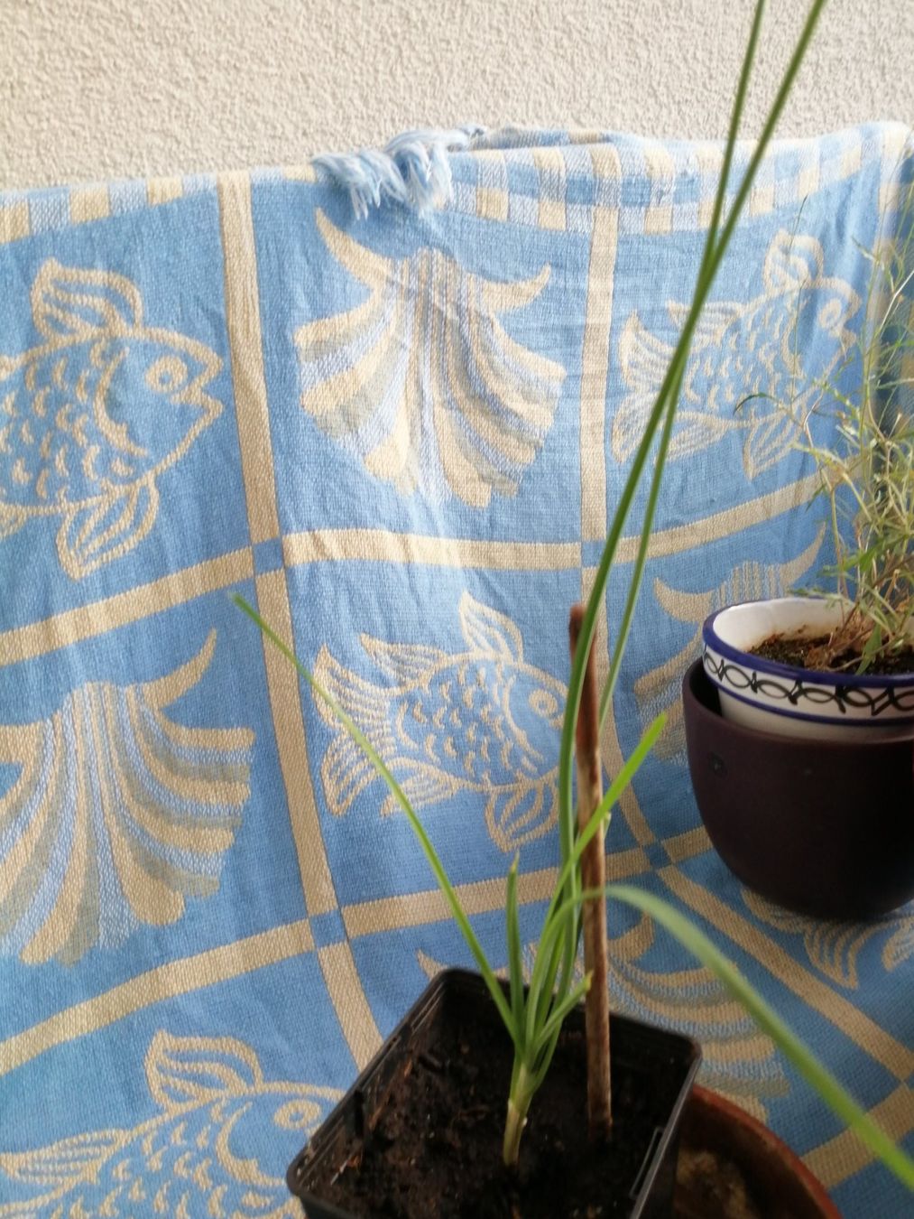 Pflanzen & Samen: Schnittknoblauch – Gebraucht aus Windisch von mer_6cjk 2