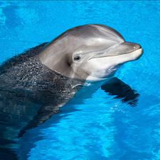Profile image of Delfin1972