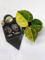 Anthurium ‘Diamond Flare’ Variegated (by EPP / Eddy Pranoto)