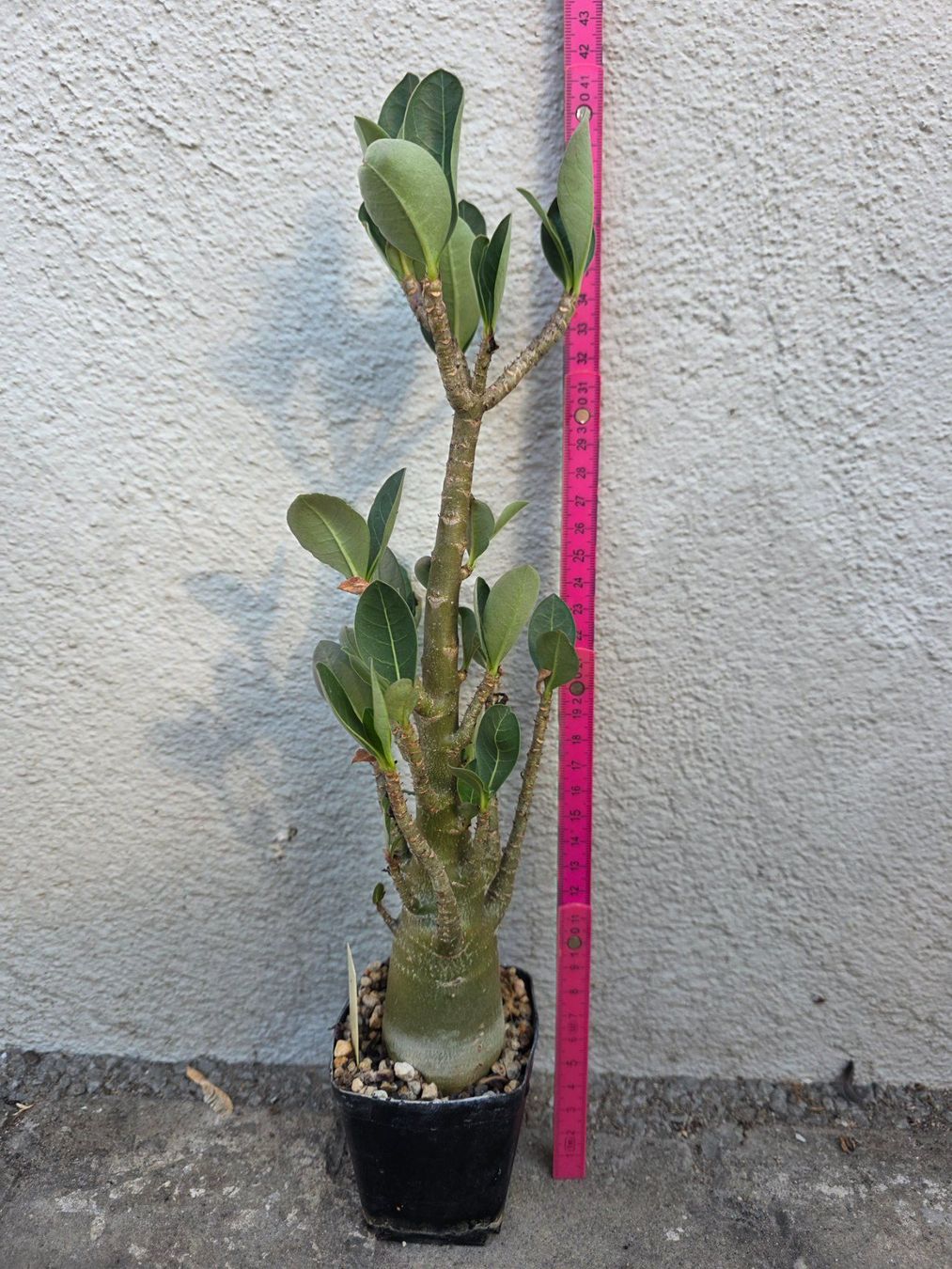 Piante & sementi: Adenium arabicum "MKMK" / Wüstenrose – Nuovo (secondo la descrizione) da Thalheim venduto da silvara01