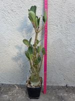 Adenium arabicum "MKMK" / Wüstenrose