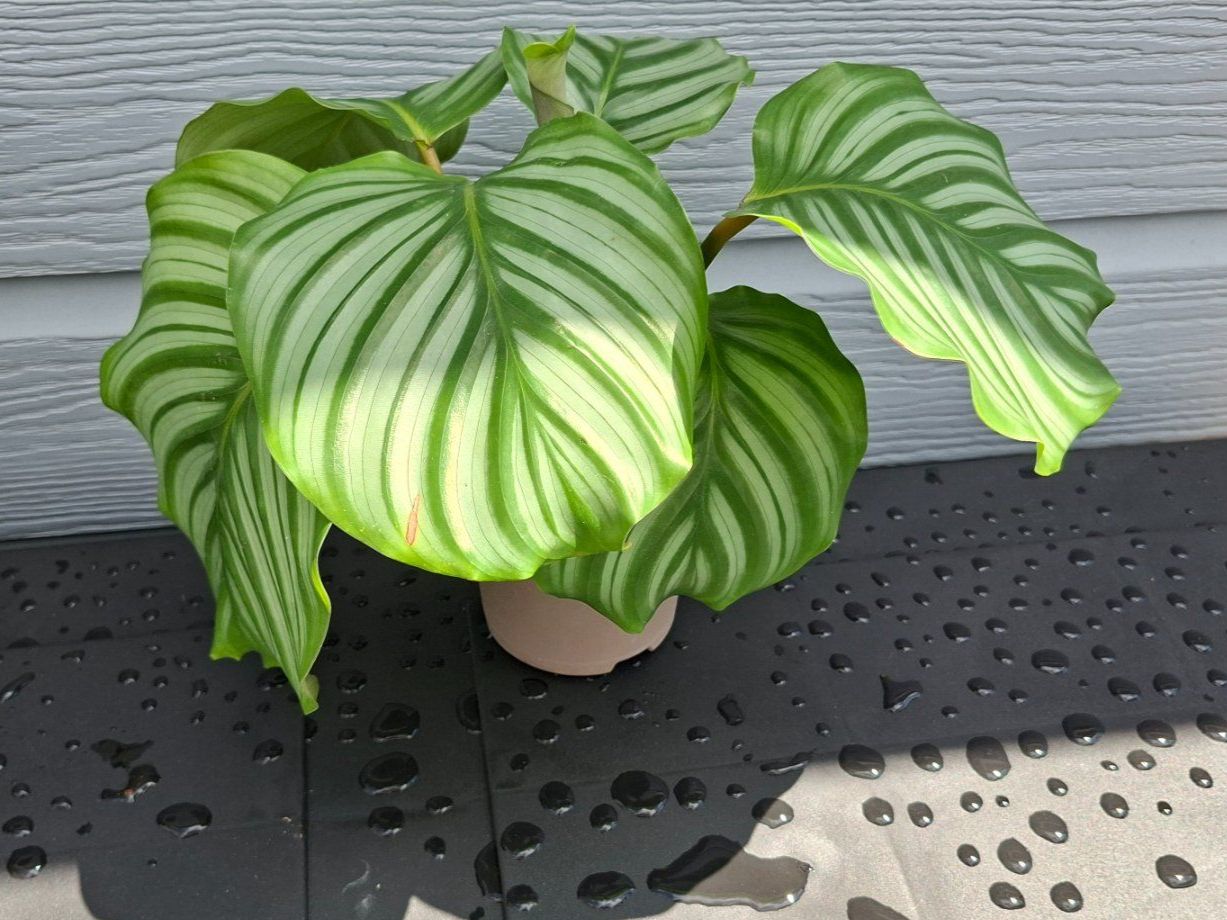 Plantes & graines: Calathea orbifolia – D'occasion à Les Brenets par glo_267f
