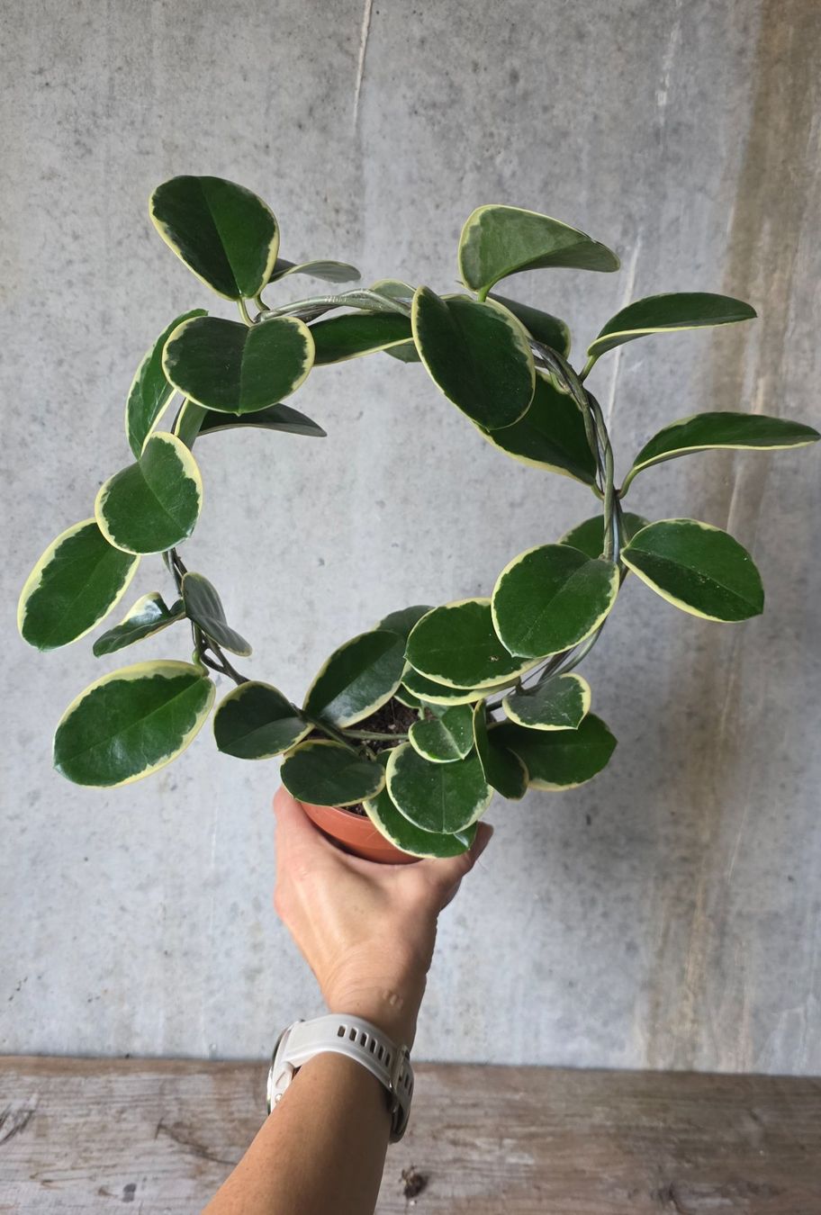 Pflanzen & Samen: Hoya australis Blondie – Gebraucht aus St.Erhard von Plumilandschweiz 2