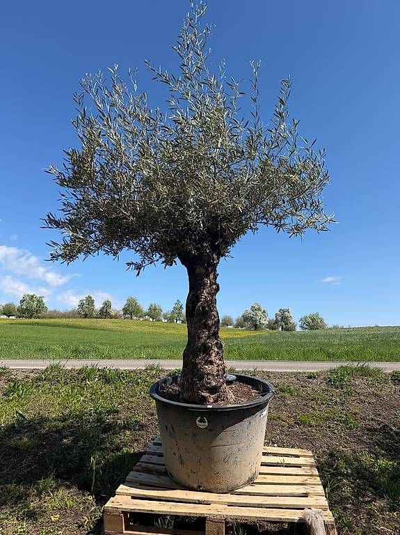 Plantes & graines: Olivenbaum "Olea Europea 9 – Neuf avec emballage d'origine à Zuckenriet par Thur_Plant 3
