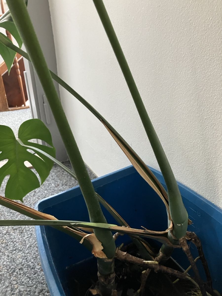 Plantes & graines: Zwei Fensterblatt im Wasser – D'occasion à Wohlen AG par Fasanli 1