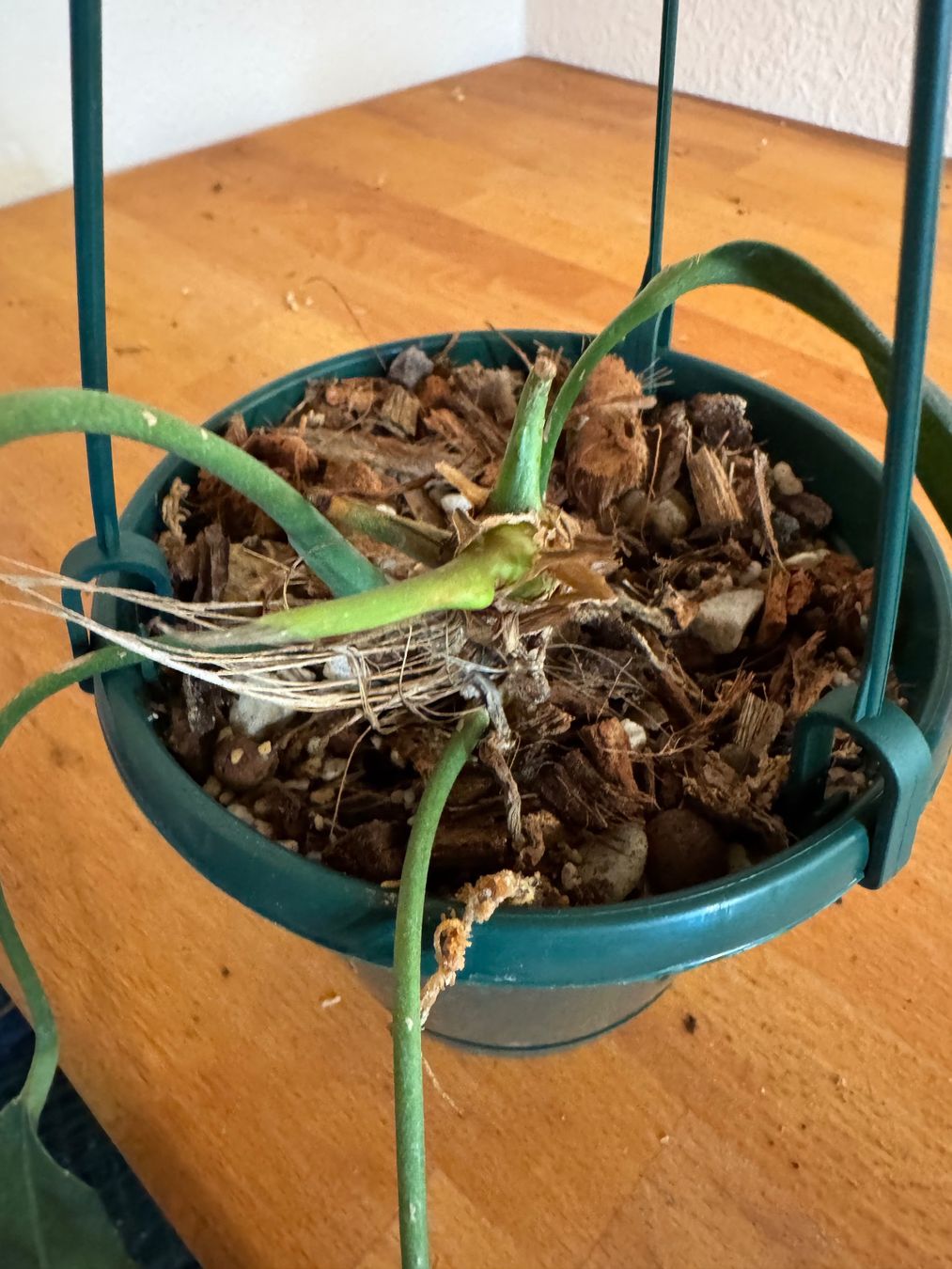 Pflanzen & Samen: Anthurium vittarifolium – Gebraucht aus Männedorf von mrclst 2