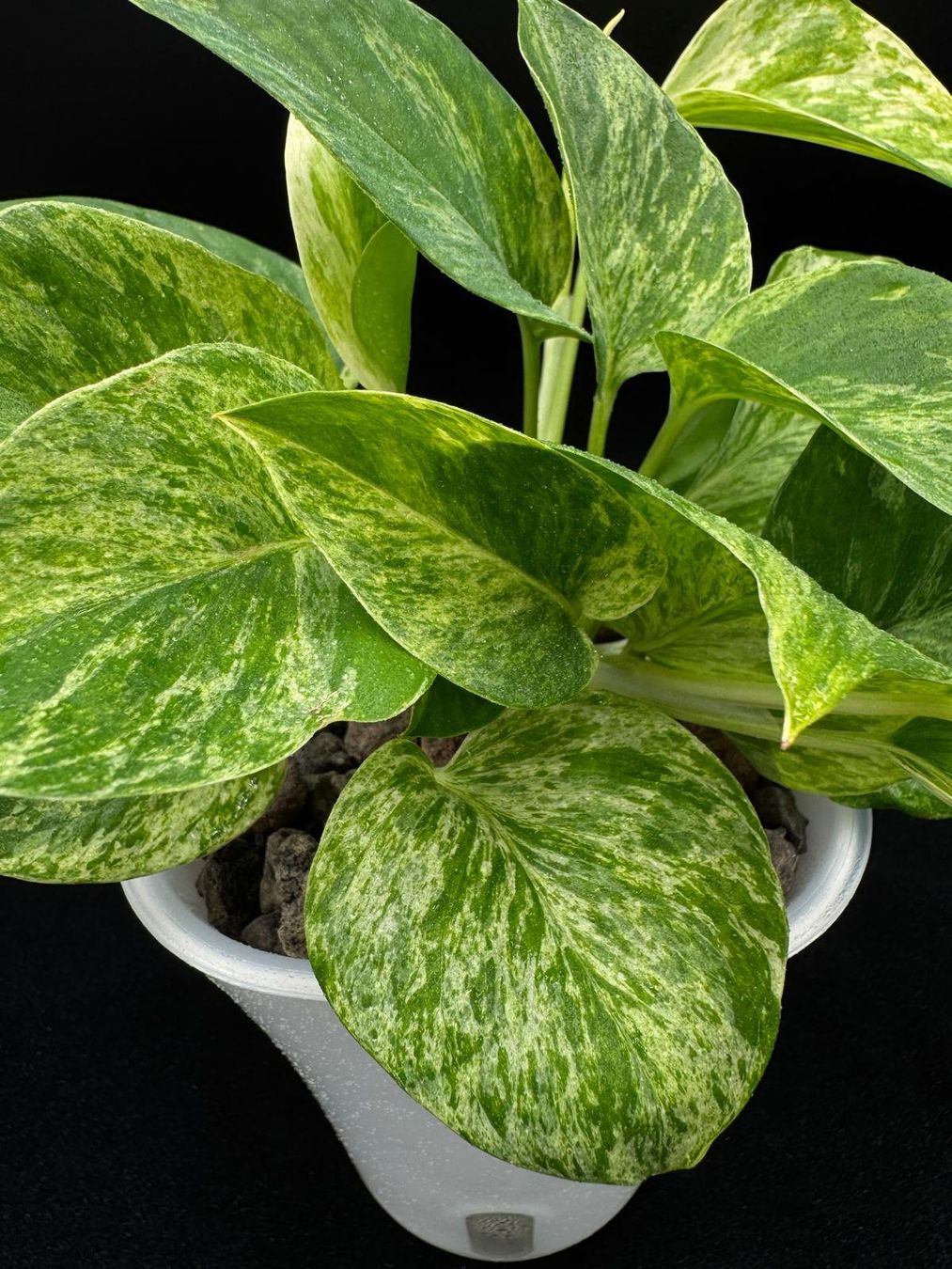 Pflanzen & Samen: Epipremnum aureum, 'Marble Queen' in Semihydro – Neu (gemäss Beschreibung) aus Bühler von googelibear 1