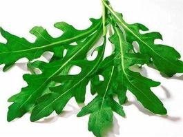 Roquette - Rucola (variété speedy) 50g