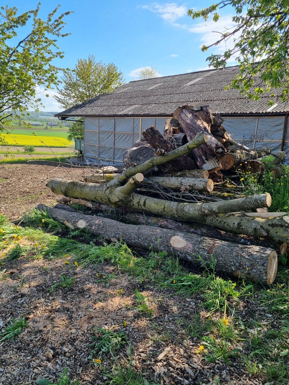 Articles en bois: Erle Baumstamm – D'occasion à Oberglatt ZH par bea1986 4