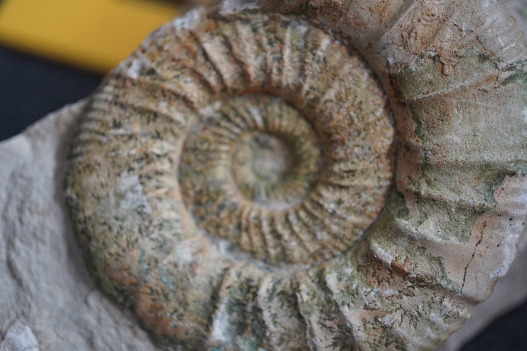 Fossili: Orthosphinctes polygyratus  Ammonit – Nuovo e nell'imballaggio originale da Eschenbach SG venduto da craniums 3
