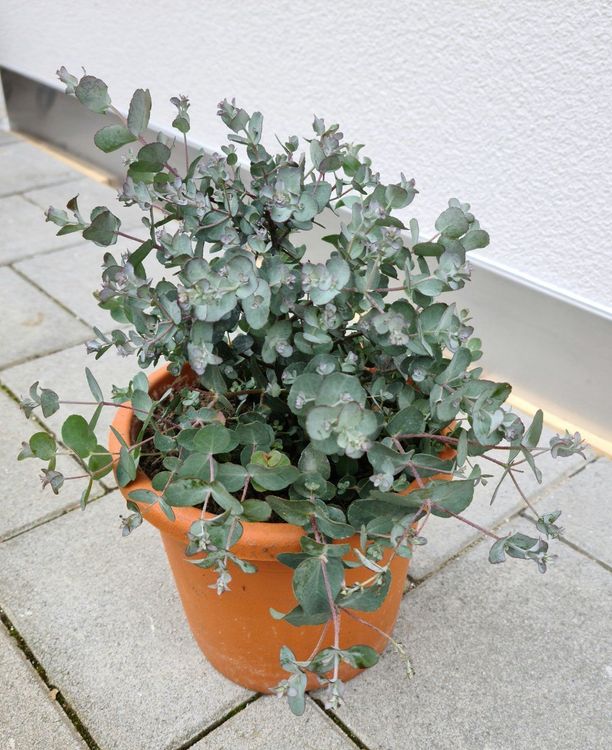 EUKALYPTUS Winterhart Kaufen auf Ricardo