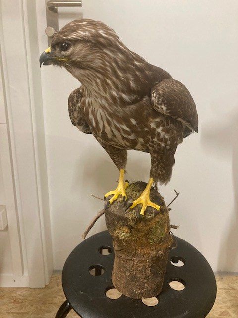 Il mondo degli animali: Mäusebussard – Nuovo (secondo la descrizione) da Pfaffnau venduto da Yoka0 1