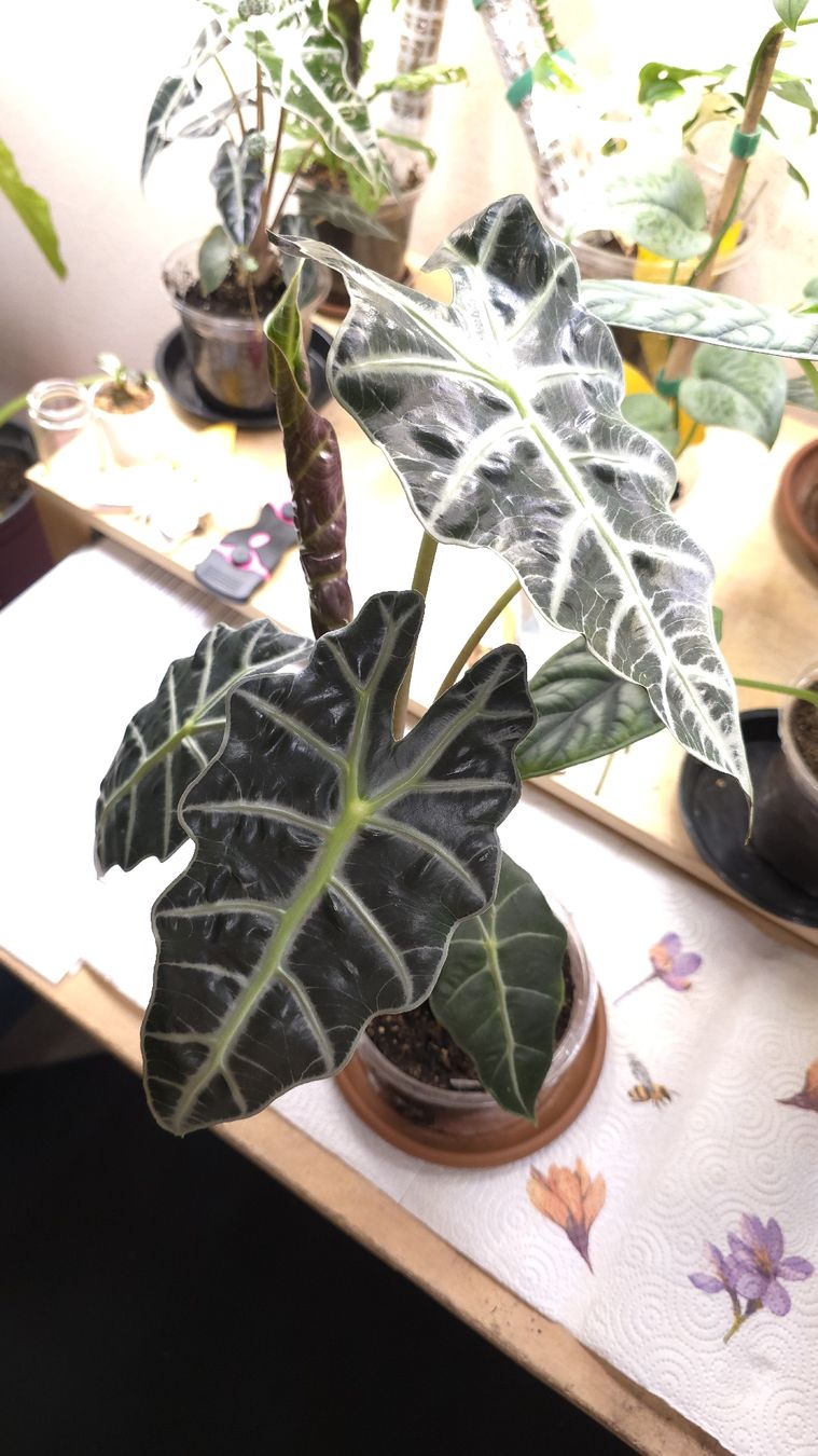 Piante & sementi: Alocasia Amazonica  – Nuovo (secondo la descrizione) da Neyruz FR venduto da bry_2dg9