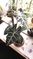 Alocasia Amazonica 