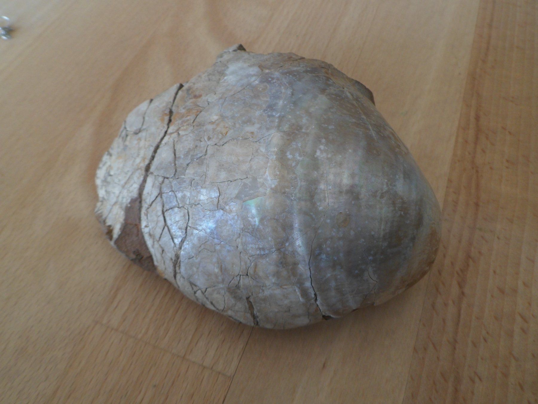 Fossilien: Fossile Muschel 730 Gramm. – Gebraucht aus Affoltern am Albis von Fossil60 1