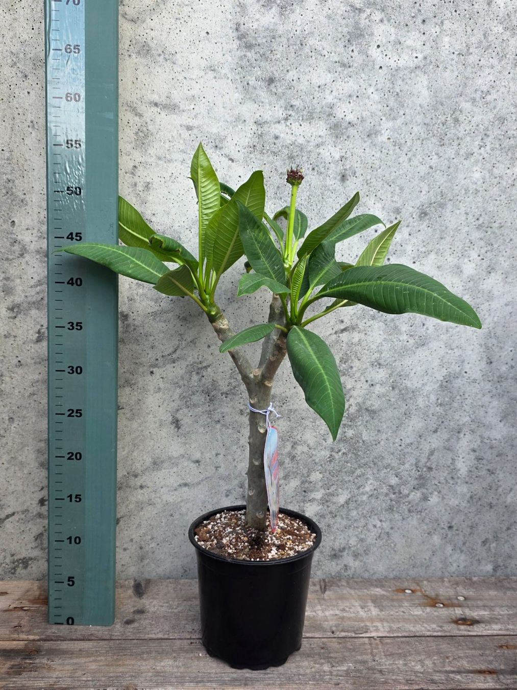 Pflanzen & Samen: Plumeria / Frangipani Bilzzard – Neu (gemäss Beschreibung) aus St.Erhard von Plumilandschweiz 1