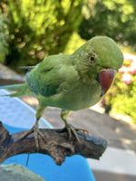 Ausgestopfter Vogel Halsbandsittich
