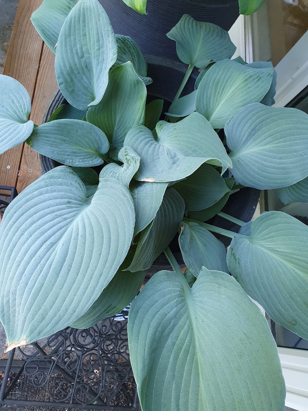 Piante & sementi: Hosta / Funkie Blue Angel – Usato da Erlinsbach SO venduto da Lea030 1