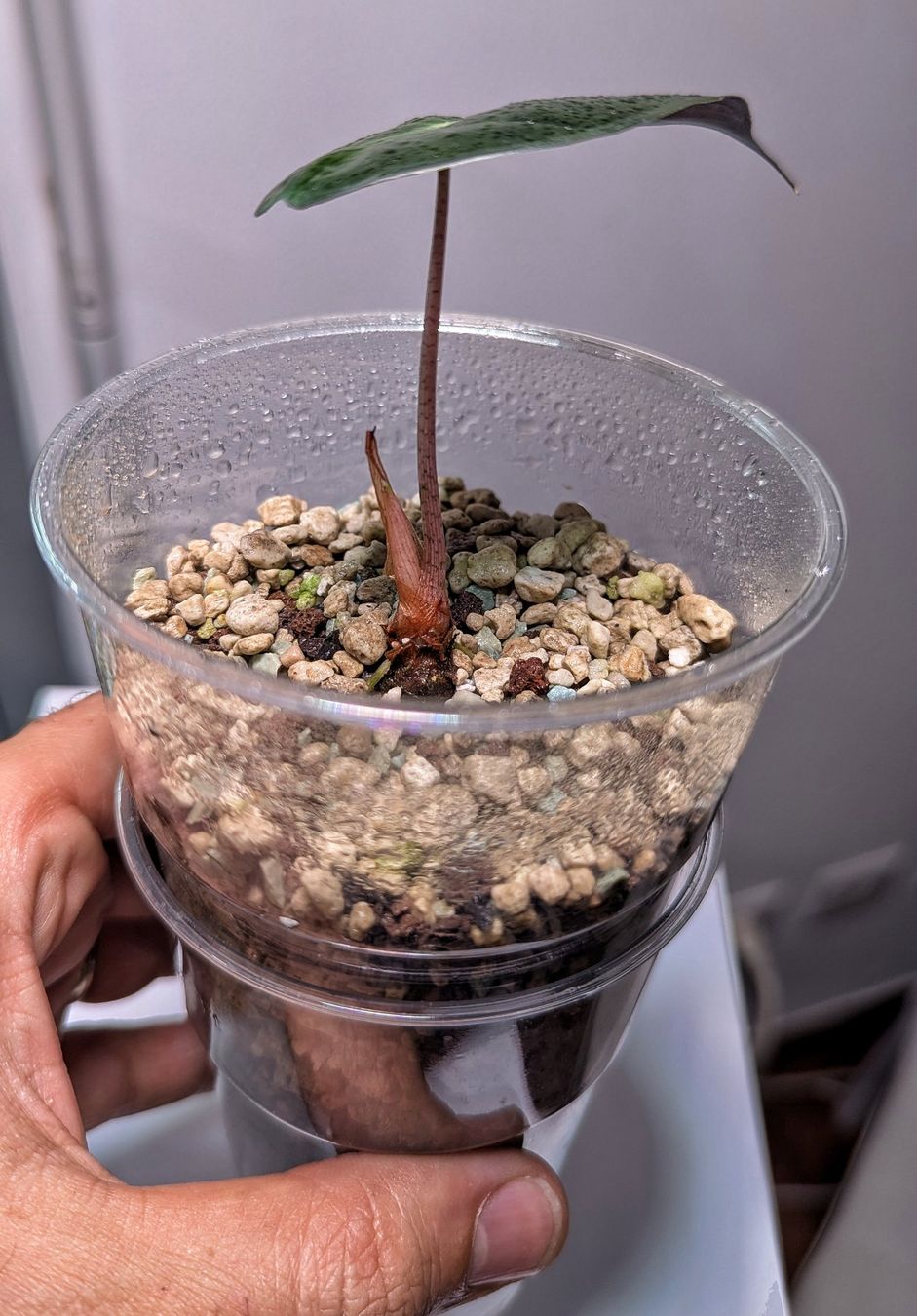 Piante & sementi: Alocasia Polly baby – Usato da Gravesano venduto da suc_8dhv 1