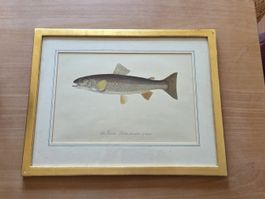 Gerahmte Forelle – Vintage Fischillustration im goldfarbenen