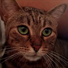 Profile image of vka_285v