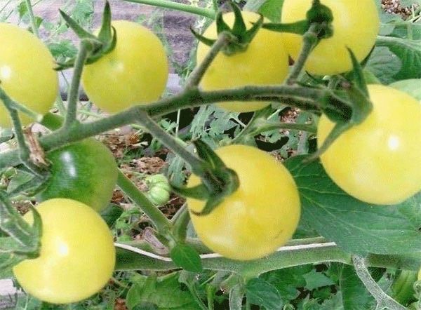 Pflanzen & Samen: 30  Samen SNOWBERRY weisse Kirschtomate – Neu (gemäss Beschreibung) aus Ehrendingen von VerveinaSamen 6