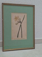 Antiker botanischer Stich - Narcissus odorus 1789