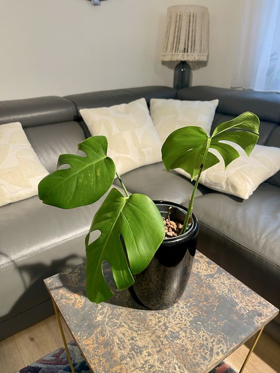 Monstera deliciosa en Greensense Aqua Care