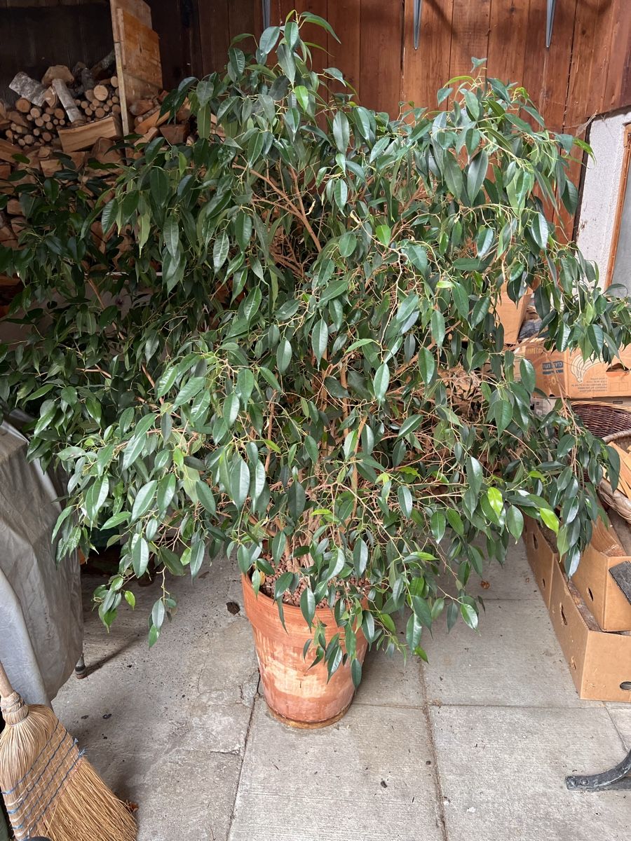 Piante & sementi: Ficus Benjamin  – Usato da Oetwil am See venduto da tho_7gsd