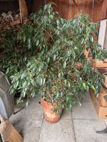 Ficus Benjamin 