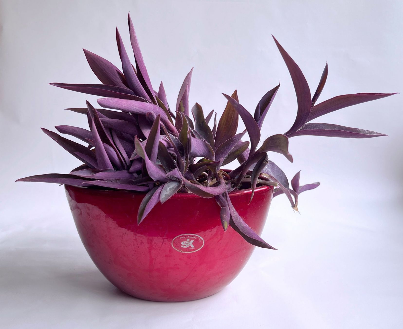 Pflanzen & Samen: Tradescantia Pallida*Rotblatt***** – Neu (gemäss Beschreibung) aus Dübendorf von Orchid18 2