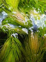 Hornkraut ( Ceratophyllum demersum) Wasserpflanze