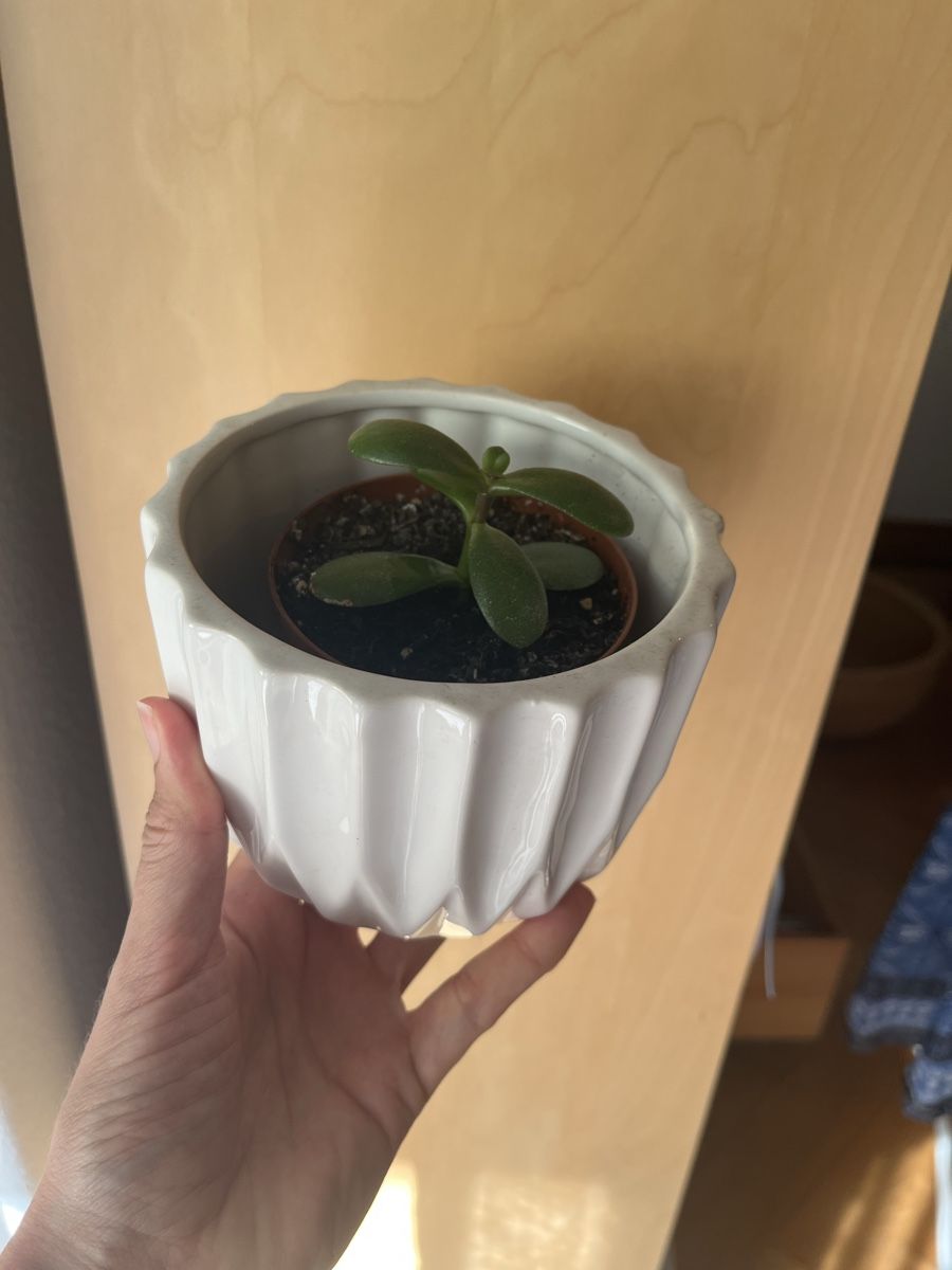 Pflanzen & Samen: Geldbaum Setzling (Crassula) mit Topf – Neu (gemäss Beschreibung) aus Zürich von vintage_for_you