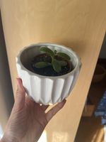 Geldbaum Setzling (Crassula) mit Topf