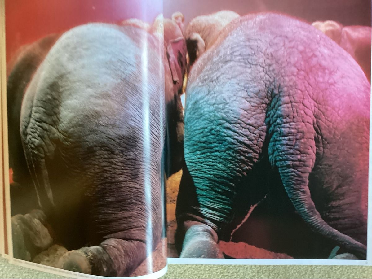 Riviste & Magazine: Circus Knie Illustrierte 2001 – Usato da Reichenbach i. K. venduto da astra2010 4