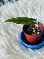 Alocasia Sabrina Narrow