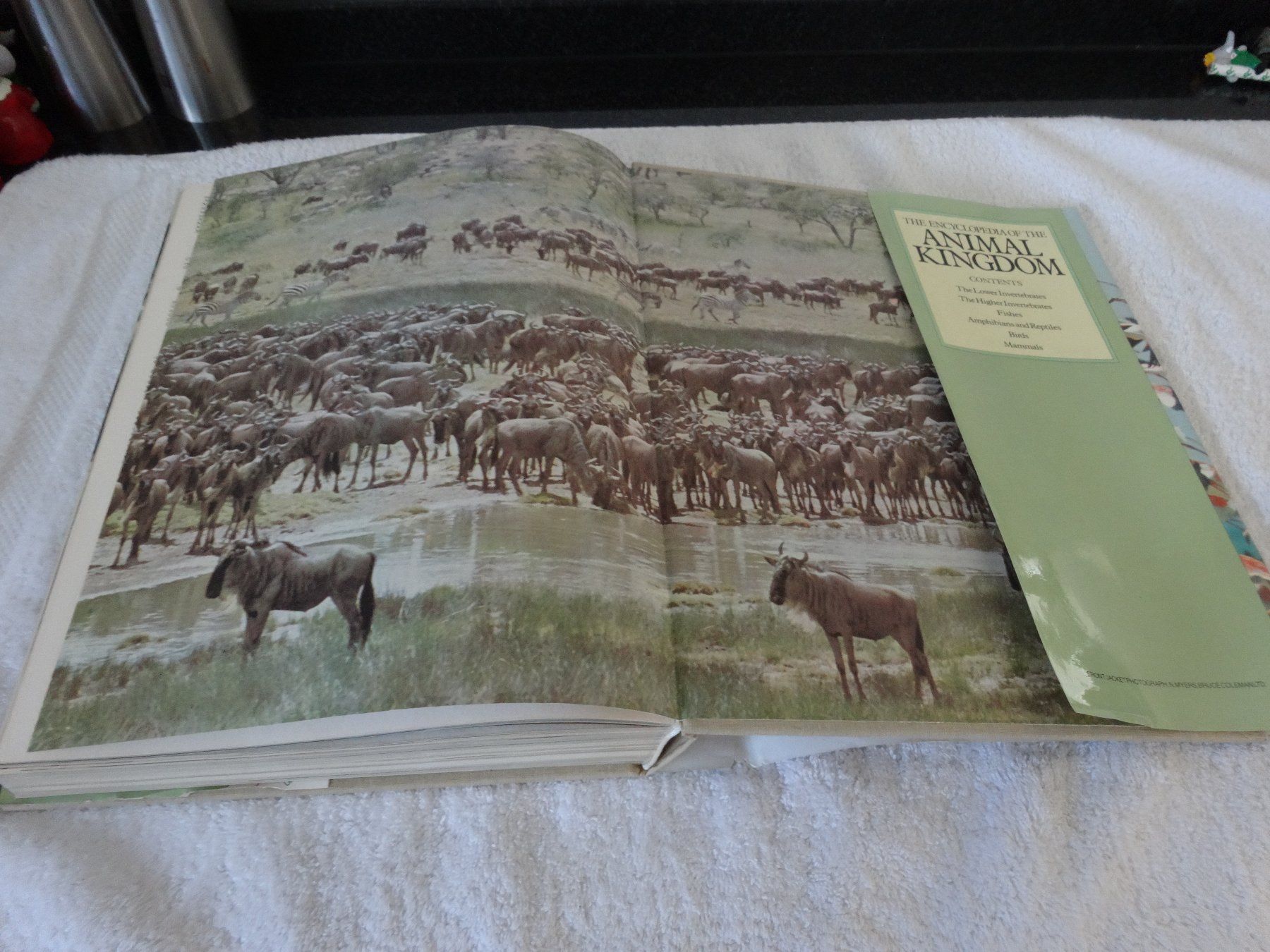 Libri: Animal Kingdom – Usato da Neerach venduto da jenny062 9
