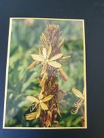 1 Karte / Motiv: Blume (handgemacht / Unikat)
