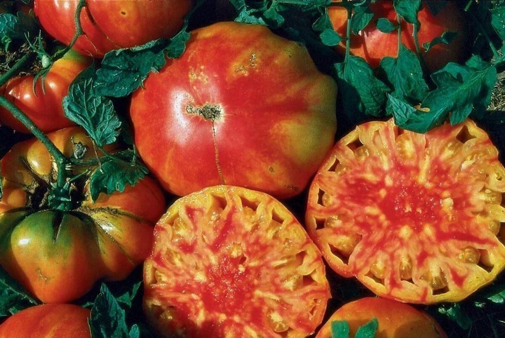 Pflanzen & Samen: 30 Samen FLAME Tomate – Neu (gemäss Beschreibung) aus Ehrendingen von VerveinaSamen 4