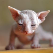 Profile image of Tomsai