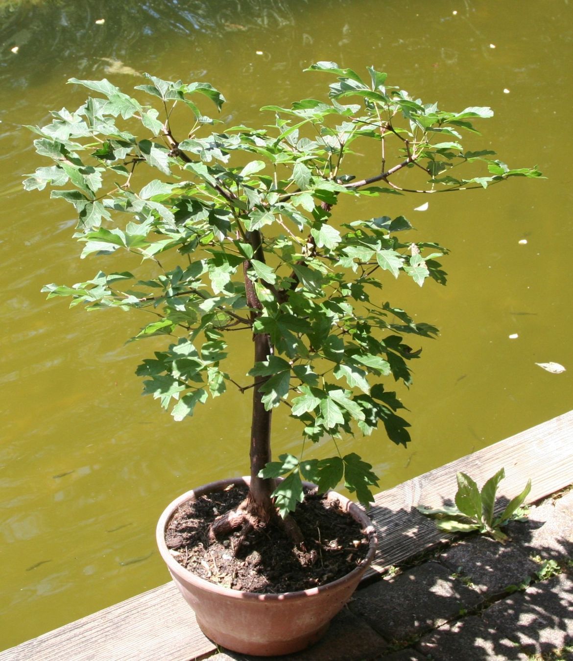 Piante & sementi: BONSAI  -  Zimt-Ahorn – Usato da Gretzenbach venduto da Sikim 2