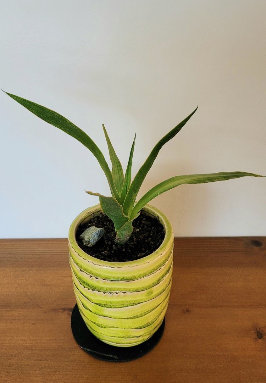 Piante & sementi: Drago, Drachenbaum, Dracaena, 27cm – Nuovo (secondo la descrizione) da Unterengstringen venduto da orpheo13 1